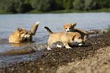 CORGI PEMBROKE 753